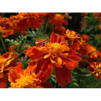 Natural Marigold Plant